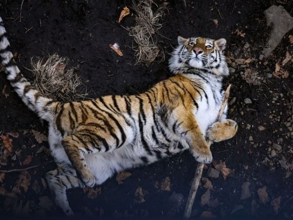 Отловленного в Хабаровском крае тигра выпустили на волюОснований не отпускать зверя в дикую природу специалисты центра не выявили.