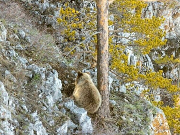 Башкирского медвежонка заметили в компании взрослого медведяПо всей видимости, медвежонок воссоединился со своей мамой.